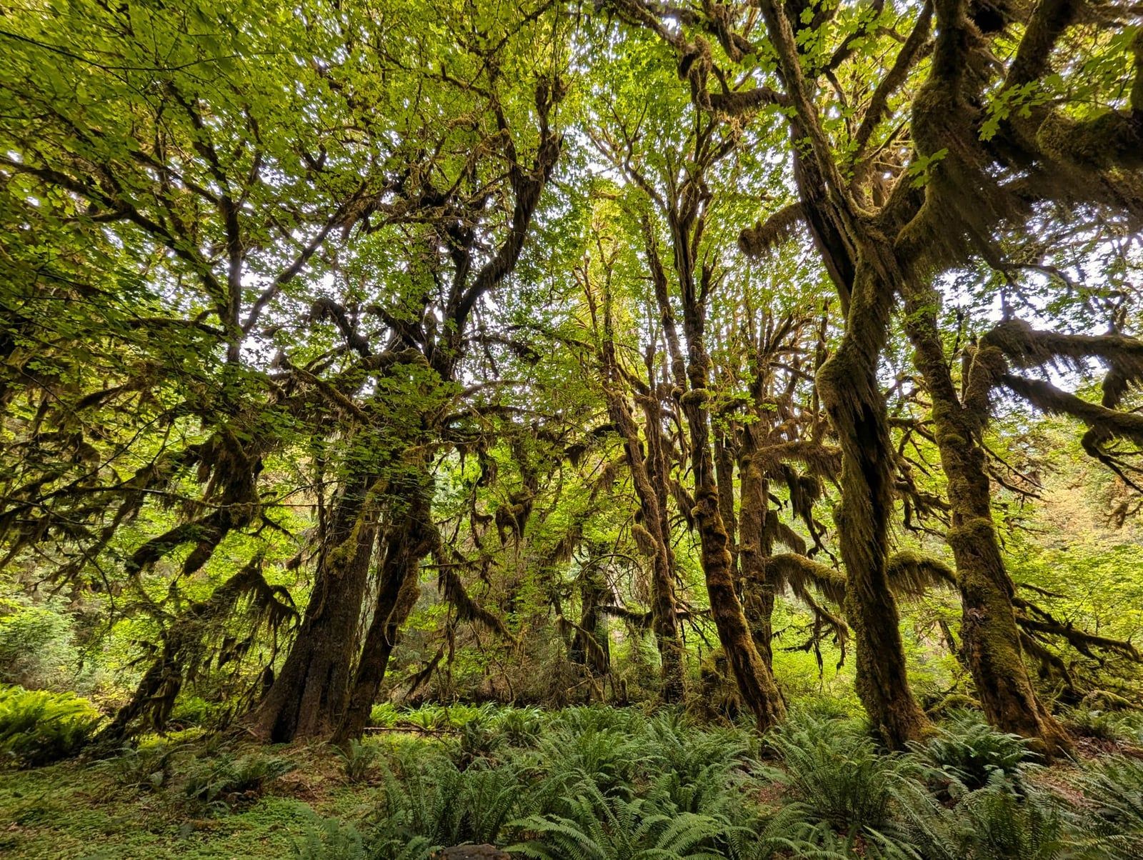 Moss-draped bigleaf maple trees rise above lush green ferns in the Hoh Rain Forest at Olympic National Park.