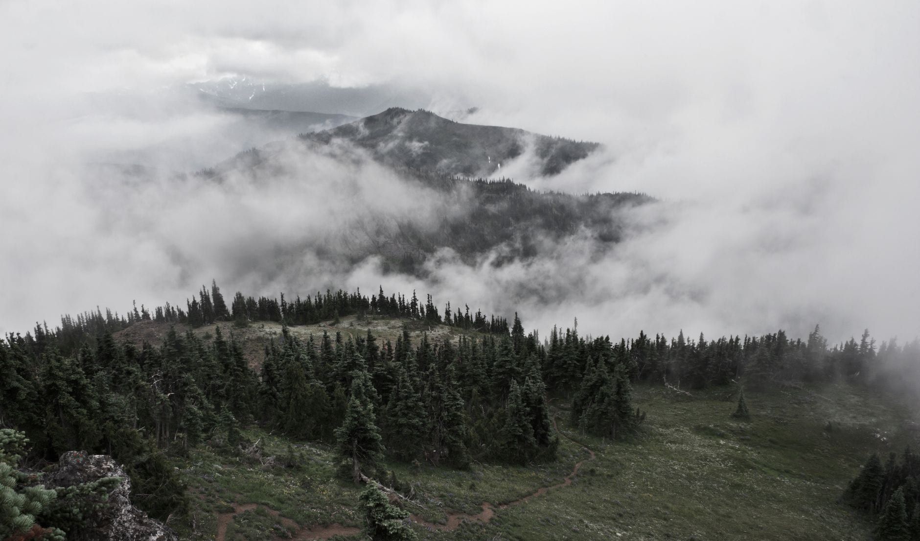 Dense evergreen forests and misty clouds enveloping mountain ridges in Olympic National Park.
