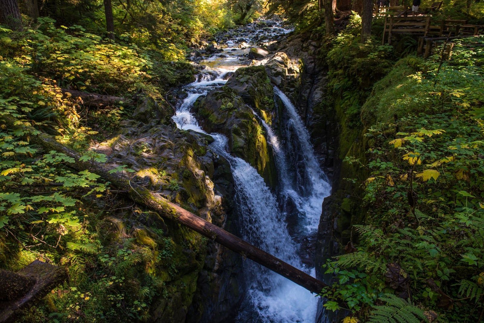 Sol Duc Falls cascades through a rocky, moss-covered slot canyon surrounded by forest in Olympic National Park.