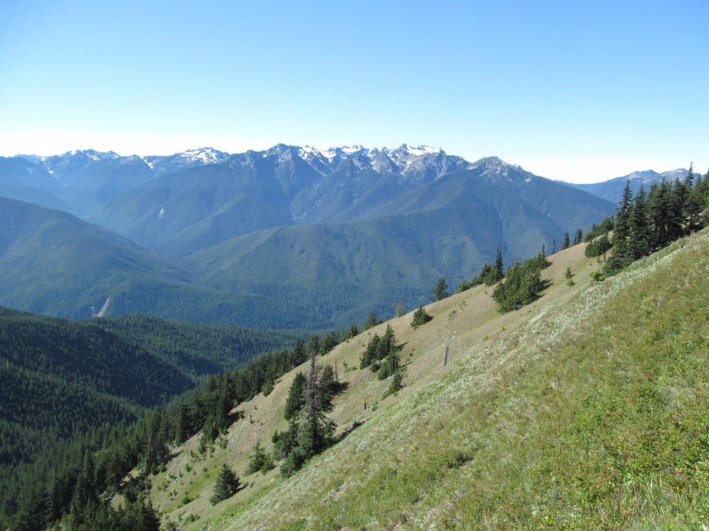 Grassy mountain slope overlooking forested valleys and snow-dusted peaks in Olympic National Park.