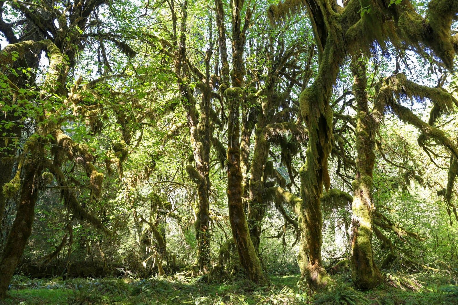 Moss hangs densely from tree branches in the Hoh Rain Forest at Olympic National Park.