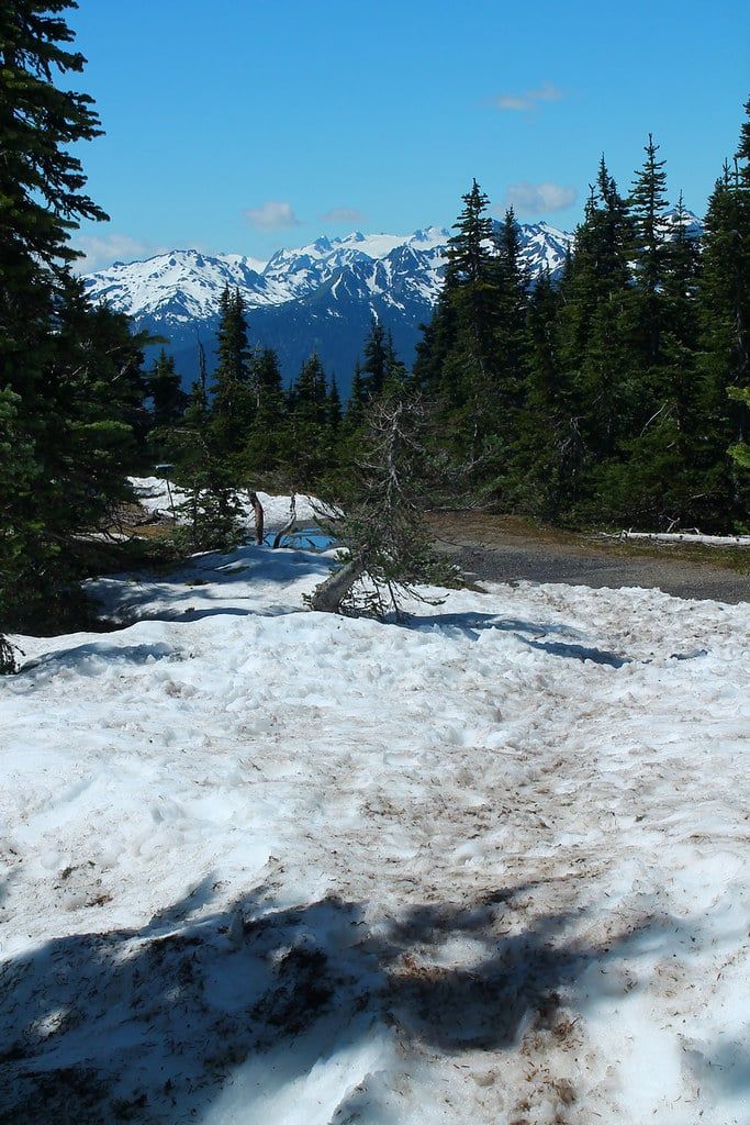 Snow blankets the ground along a trail at Hurricane Ridge with views of the snowcapped Olympic Mountains in Olympic National Park.