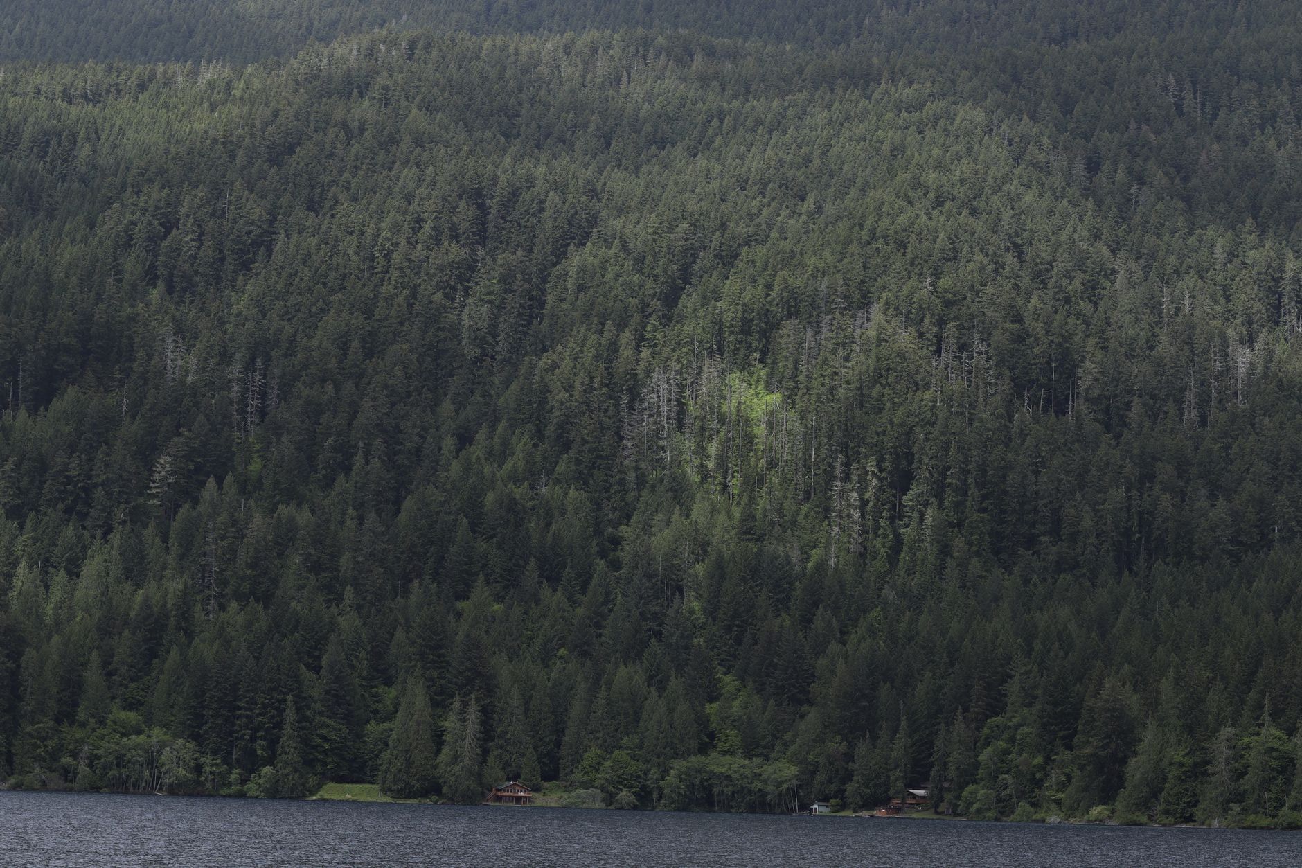 A dense evergreen forest carpets a steep mountain slope rising from a lake in Olympic National Park.