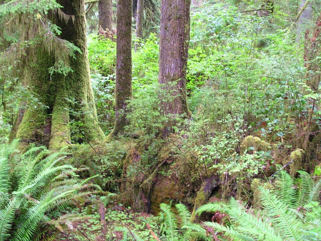 Moss-covered tree trunks, a nurse log, and ferns thrive in the Quinault Rain Forest of Olympic National Park.