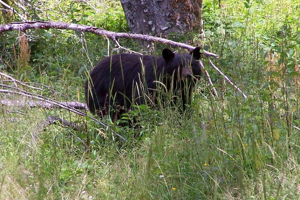 A black bear stands amid tall grass and fallen branches in Olympic National Park.