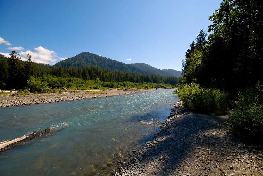 Glacial waters of the Hoh River flow past gravel bars and forested mountains under a clear blue sky in Olympic National Park.