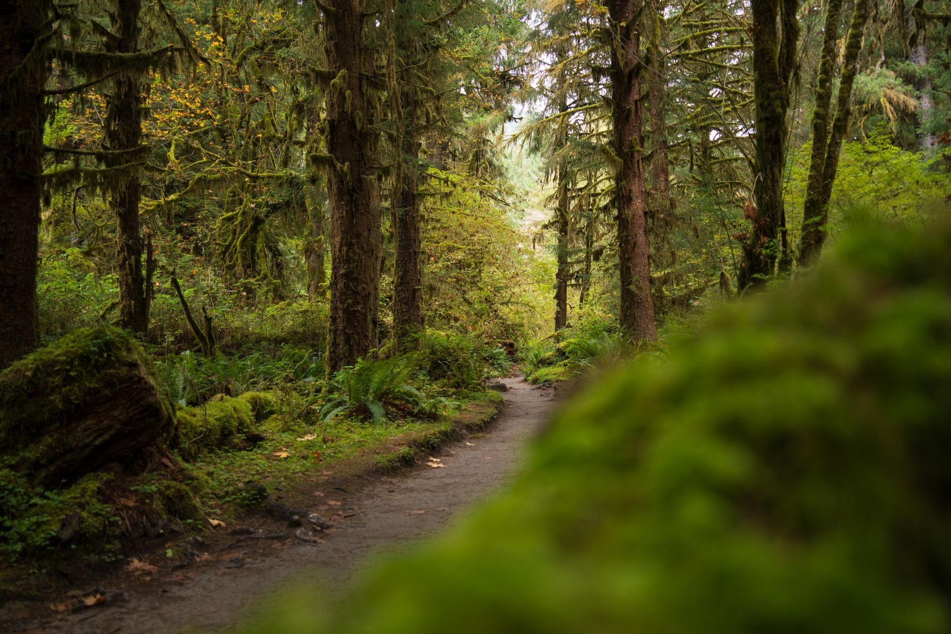 A dirt hiking trail winds through a lush, moss-covered temperate rainforest in Olympic National Park.