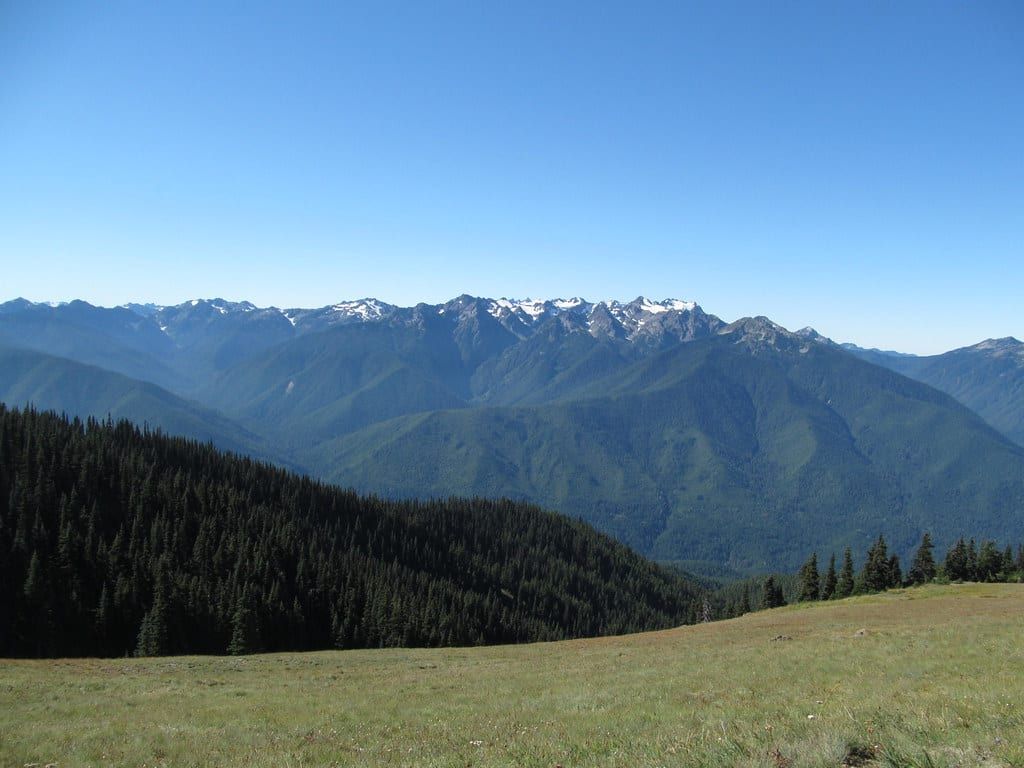 Panoramic view across an alpine meadow and forested slopes toward rugged mountains in Olympic National Park.