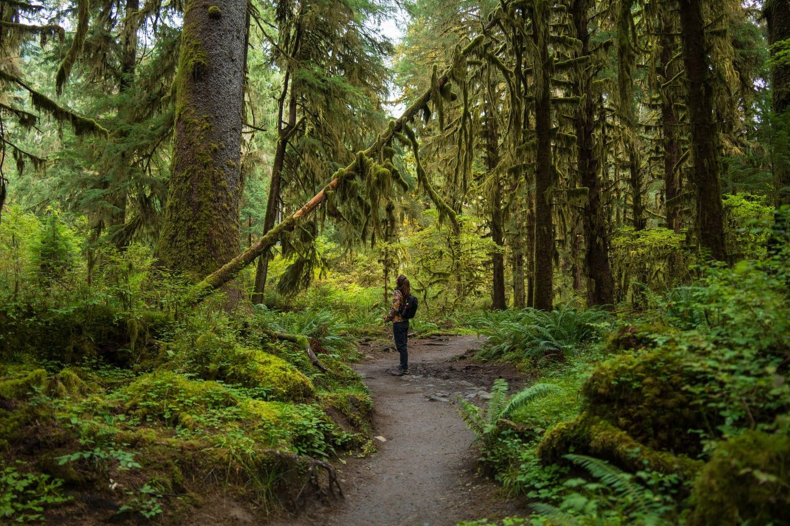 A hiker stands on a dirt trail winding through towering moss-draped trees and lush ferns in the Hoh Rain Forest of Olympic National Park.