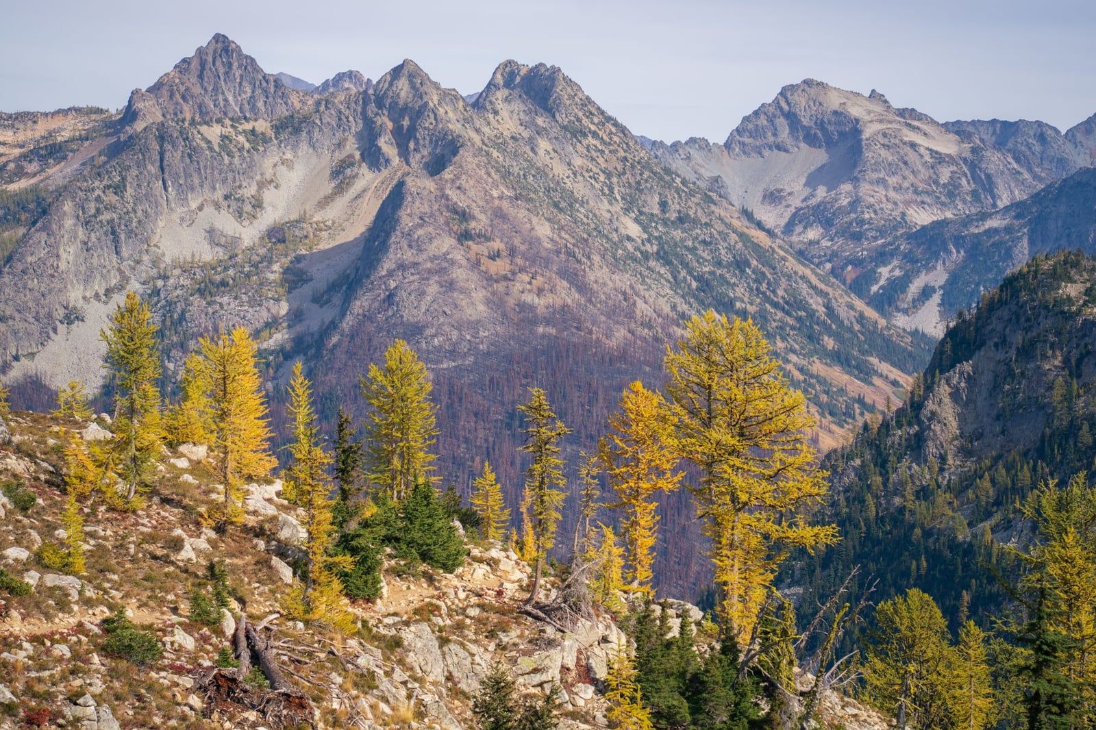 Golden larch trees in full autumn color stand along a rocky alpine ridge in the North Cascades.