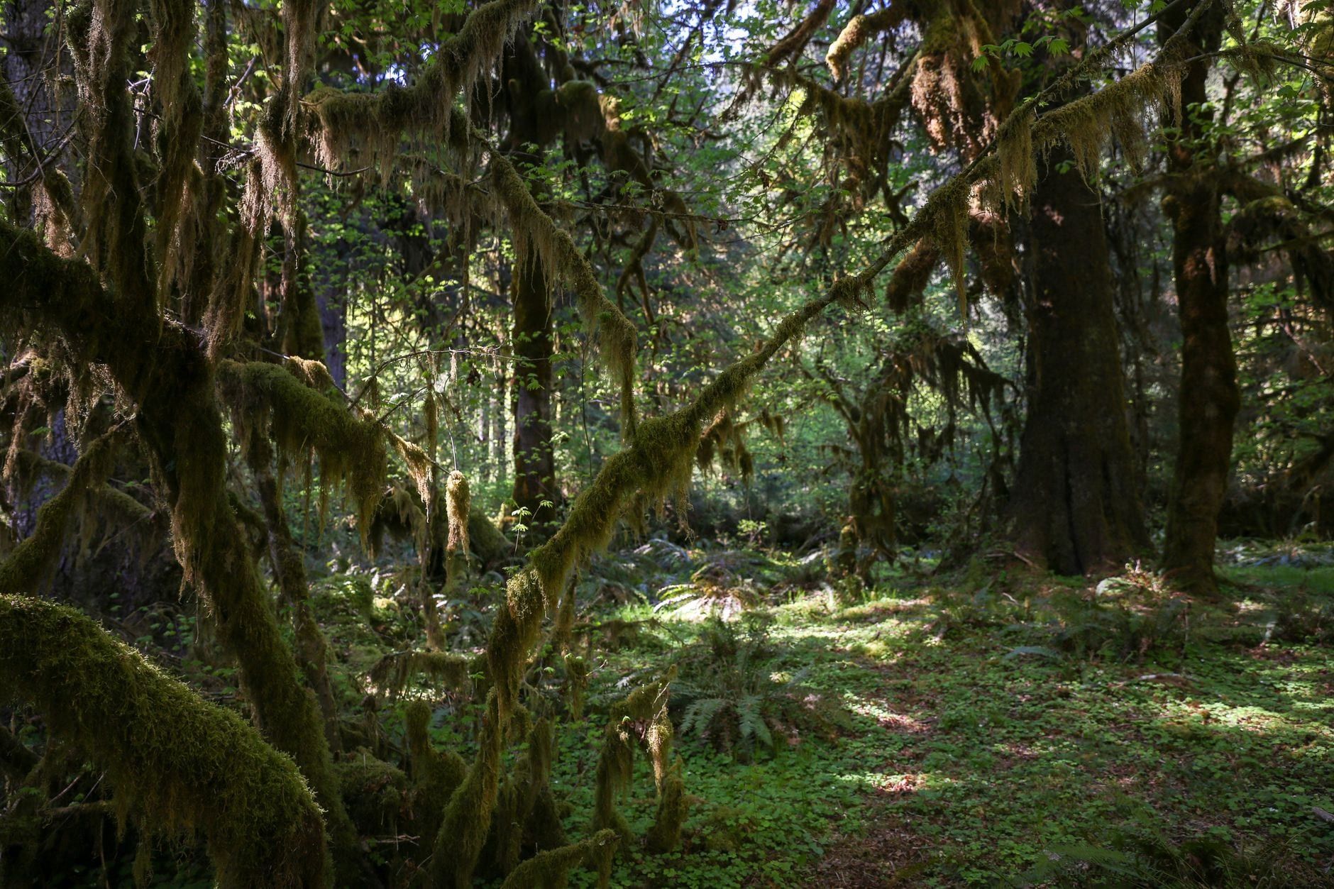 Sunlight filters through moss-draped trees and lush green undergrowth in the Hoh Rain Forest at Olympic National Park.