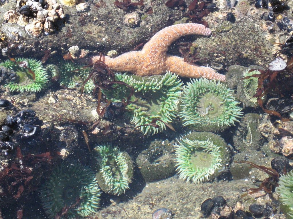 A sea star and vibrant green sea anemones inhabit a rocky tide pool at Kalaloch in Olympic National Park.