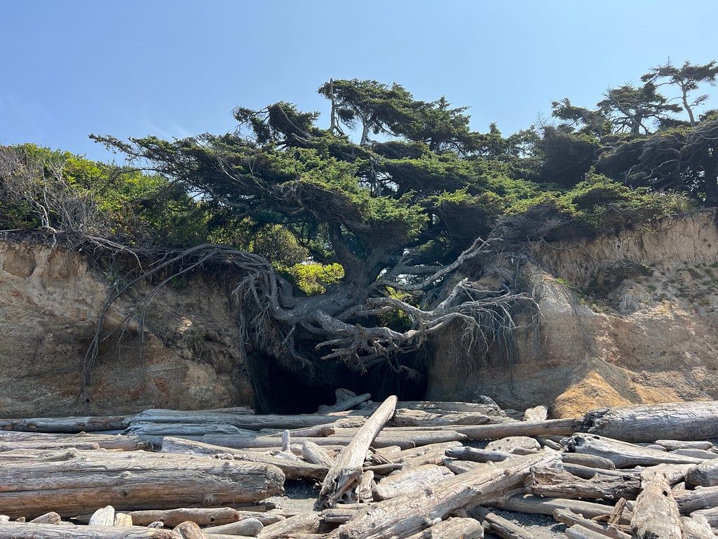 The Tree of Life, a Sitka spruce with exposed roots suspended over an eroded cave in the bluff, overlooks driftwood on Kalaloch Beach in Olympic National Park.
