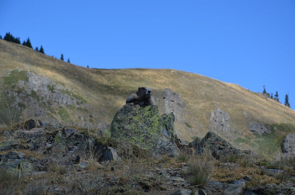 An Olympic marmot rests atop a lichen-covered rock on a grassy hillside at Hurricane Ridge in Olympic National Park.