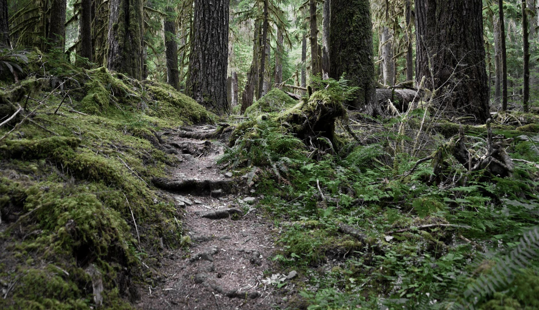 A dirt hiking trail winds through lush mossy trees and dense green foliage in Olympic National Park.
