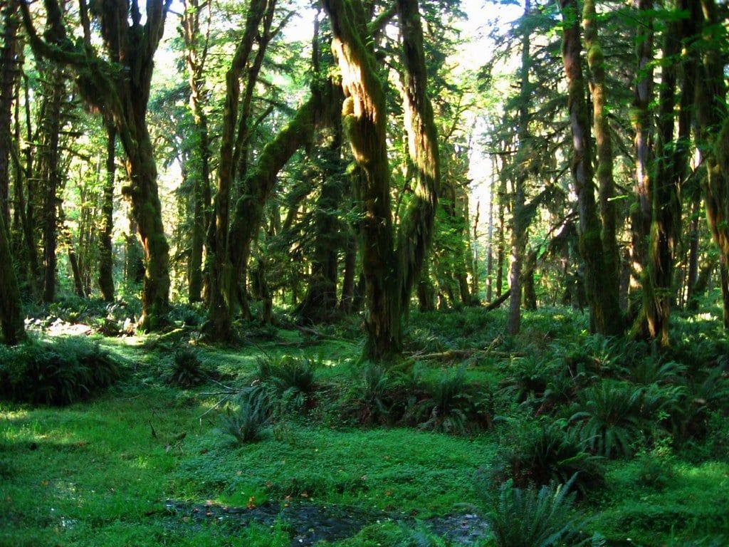 Moss-draped trees and lush green ferns thrive in the Quinault Rain Forest in Olympic National Park.