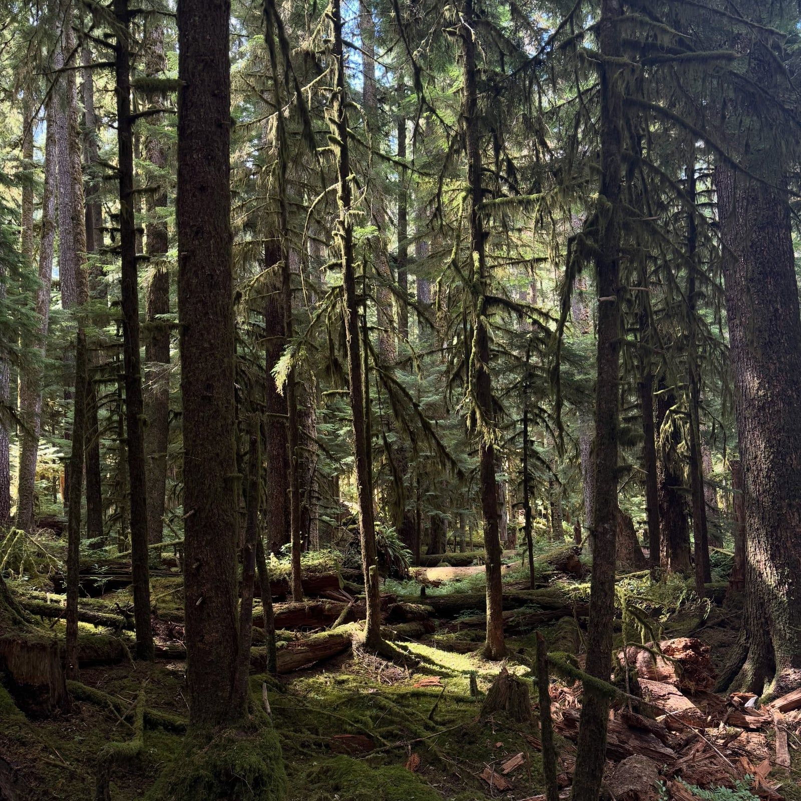 Olympic National Park view
